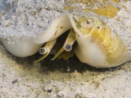 017 Conch Eyes IMG 5324